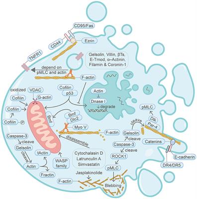 Involvement of the Actin Machinery in Programmed Cell Death